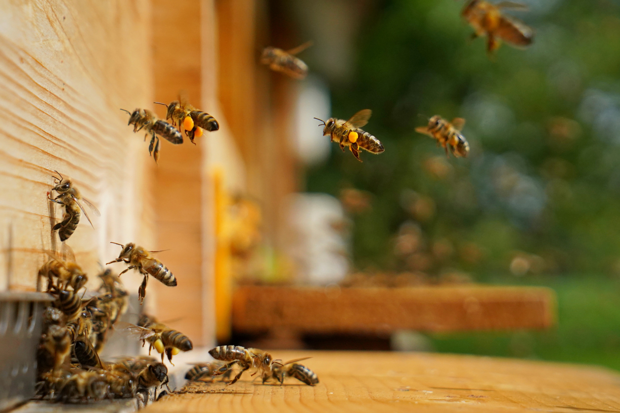 What Strategic Planners can Learn from Honeybees