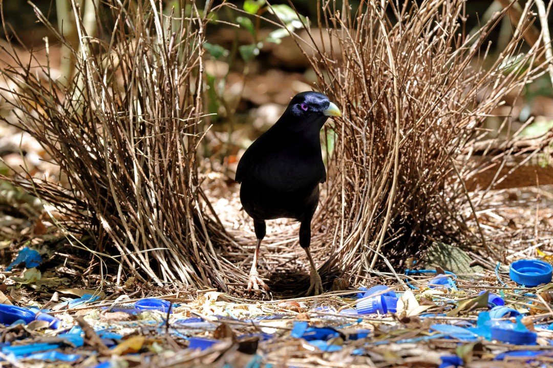 Learning Marketing Tricks from Bowerbirds